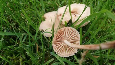 Фотокаталог грибов: Шампиньон полевой (Agaricus arvensis)