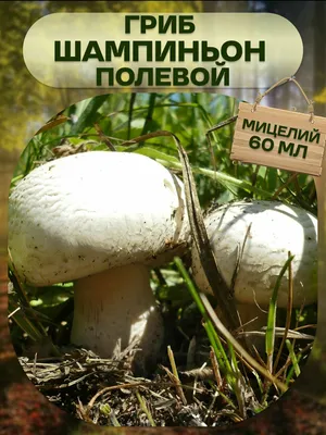 Съедобные грибы в октябре (59 фото) - 59 фото