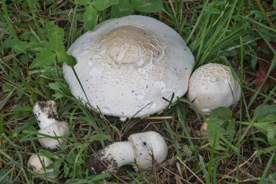 Шампиньон полевой (Agaricus arvensis) - грибы России