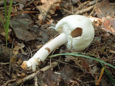 Колосовик. Сетчатый белый. Первый настоящий гриб! | Это грибы! | Дзен