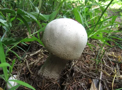 Опята шляпочные грибы (49 фото) - 49 фото