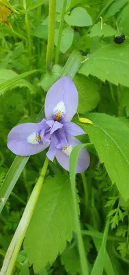Альбом Природа. Фото \"Полевой ирис\" 158.5 k (800x600) blue iris.jpg