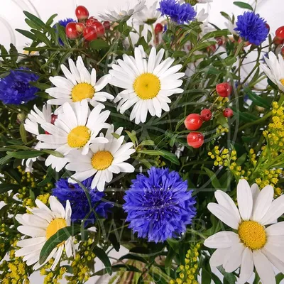 Букет полевых цветов 29 ромашек с васильками и гиперикум купить с доставкой  в СПб