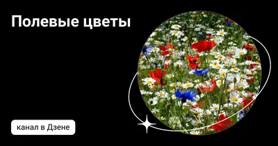 Картина Полевые цветы (серия букет для мамы) ᐉ Майнина Екатерина ᐉ  онлайн-галерея Molbert.