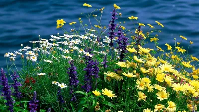 Купить Полевые цветы в вазе 24 см в Иркутске и Ангарске | ТД Карс