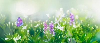 Красивые полевые цветы букеты (55 фото)