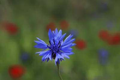 Искусственные васильки синие. Искусственные полевые цветы купить