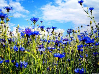 Полевые цветы — клипарт (6 фотоколлажей) — Abali.ru