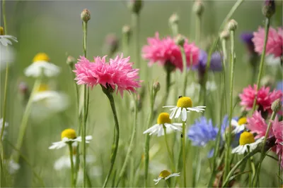 Василек: описание и значение цветка | блог интернет - магазина АртФлора