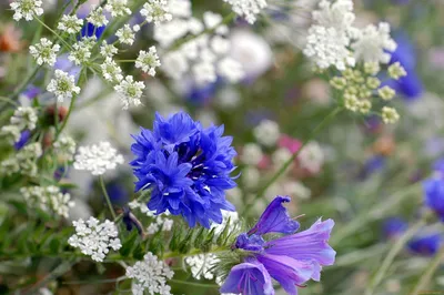 Синие полевые цветы - 70 фото