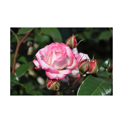 Роза полиантовая ангельская (76 фото) »