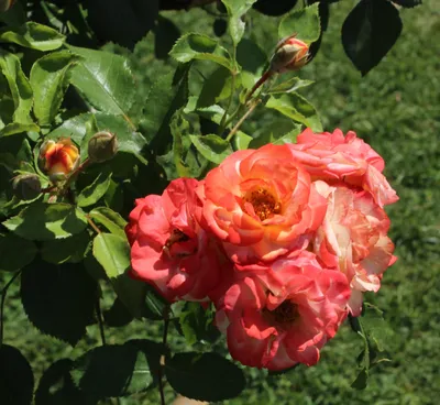 Полиантовая роза картинки - 82 фото