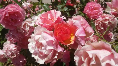 Роза ламинуэт (32 фото) - 32 фото