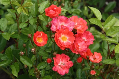 Полиантовая роза картинки - 82 фото