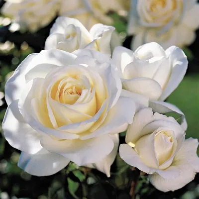 Что такое полиантовая роза (64 фото) »