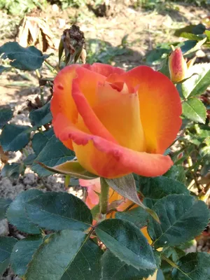 Полиантовые розы: что это такое, сорта, фото и видео, описание, отзывы