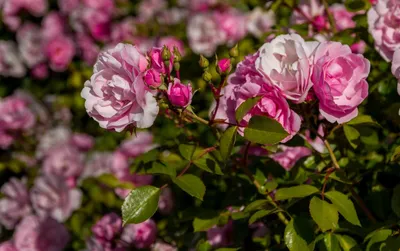 Что такое Полиантовая роза, сорта, посадка и уход | Наталья Терентьева и  цветы | Дзен
