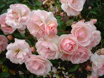 Роза полиантовая посадка и уход Выращивание из семян Фото сортов с  названиями и описанием