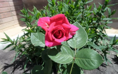 Полиантовая роза - 75 фото