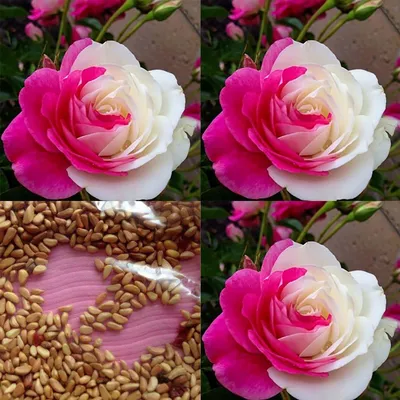 Полиантовая роза - 73 фото