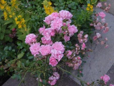 Полиантовая роза де капо фото фотографии