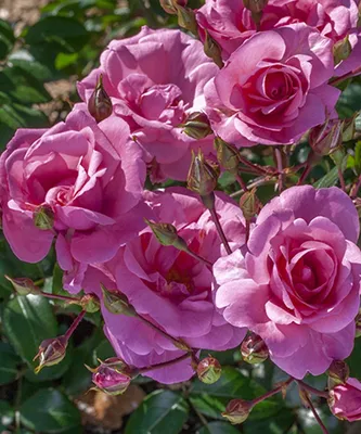 Полиантовая роза - 73 фото