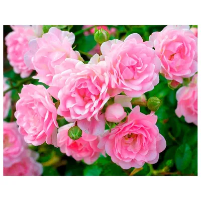 Роза полиантовая Дакапо (Rose polyantha Dacapo) - описание сорта, фото,  саженцы, посадка, особенности ухода. Дачная энциклопедия.