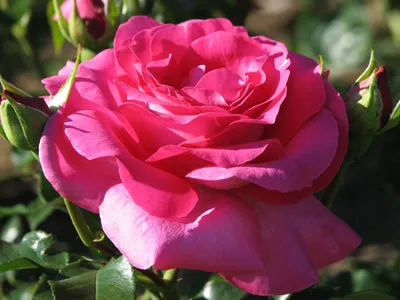 Полиантовая роза куст (76 фото) »