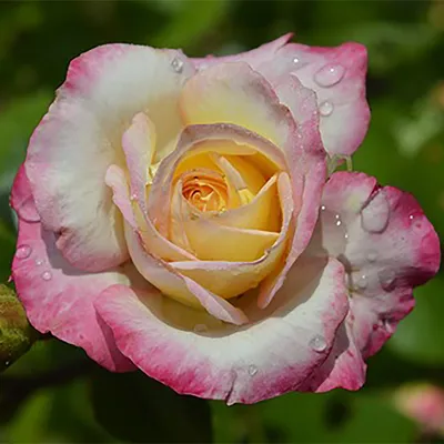 Роза полиантовая (155 фото) »