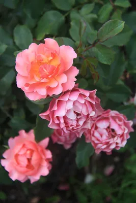 Роза полиантовая в горшке - 55 фото