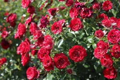 Полиантовые - розы с самым большим количеством цветков на кусте!