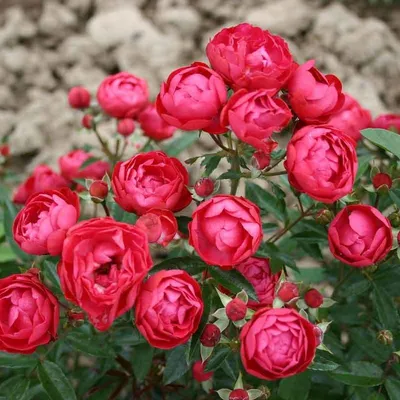 Полиантовая роза Альберих. rozapochtoi.ru - YouTube
