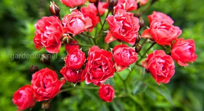 Роза полиантовая Морздаг Ред (Morsdag Red): купить в Орске - цена 325 за 1  шт. - Доставка Почтой