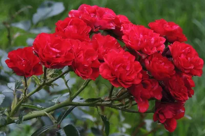 Полиантовые - розы с самым большим количеством цветков на кусте!