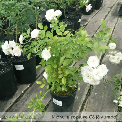 Полиантовые розы: Топ-10 сортов полиантовых роз, великолепие которых  поражает | Огородники