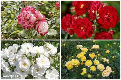 Роза полиантовая (почвопокровная) Фейри — Рассада цветов и овощей.