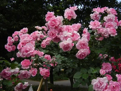 Полиантовые розы, описание, посадка, уход, фото - Мир Садоводства