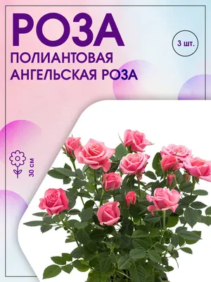 Роза полиантовая \"Toscana\" (Тоскана): купить саженцы в Москве - Ромашкино  Парк