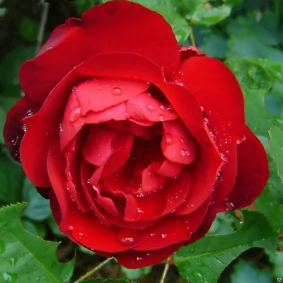 Полиантовые розы: популярные сорта, описание, особенности посадки и уход в  открытом грунте