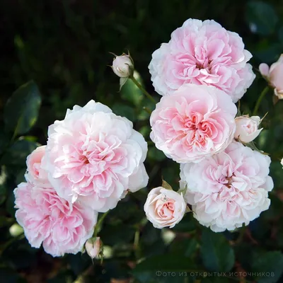 Полиантовые розы - Россевер Сад