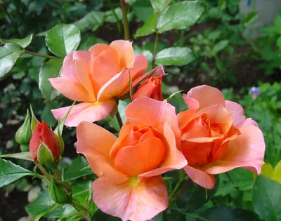 Розы ПОИСК Агрохолдинг 450844 - купить по выгодным ценам в  интернет-магазине OZON (193096088)