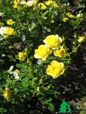 Лавли Фейри (Lovely Fairy) полиантовая роза - Питомник растений «Cветлый»