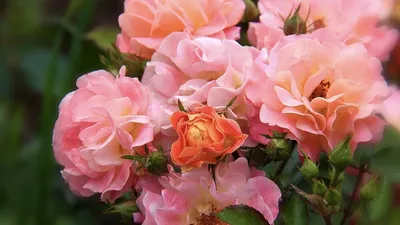 Роза Обыкновенный Ангельская роза – купить семена в интернет-магазине Лафа  с доставкой по Москве, Московской области и России