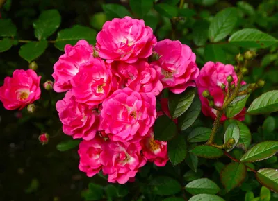 Саженец полиантовой розы Диадэм Уайт фото и описание сорта 🌱 купить  саженец полиантовой розы Диадэм Уайт почтой недорого в Москве