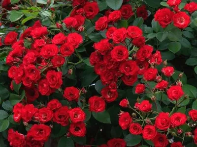 Роза комнатная ПОИСК Агрохолдинг komn6, 3 г - купить по выгодным ценам в  интернет-магазине OZON (181474275)