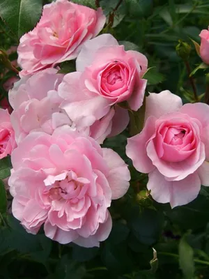 Роза \"Йеллоу Фэйри\" (Rose Yellow Fairy) - Розы полиантовые (Каталог  полиантовых роз) - Розы - Каталог - Pitomnic.com