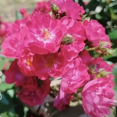 Роза полиантовая Кристал Фейри | Купить саженцы из питомника