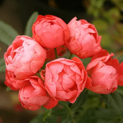 Полиантовые розы – непрерывное цветение! ❤ Обильно цветущие и неприхотливые  в уходе полиантовые розы – отличный вариант для владельцев… | Rose, Rose  flower, Plants