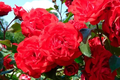 Садовый центр Садовник - #Роза полиантовая Рот зе Фейри (Красная Фея)  (#Rosa Rote The Fairy) ⠀ Широко распространенная полиантовая роза, одна из  самых легких в культуре. Декоративный кустарник с раскидистой, ветвистой  кроной,