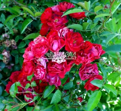 МНОГОЦВЕТКОВЫЕ ОБИЛЬНОЦВЕТУЩИЕ ПОЛИАНТОВЫЕ РОЗЫ. Polyantha Rose. Garden.  Beautiful roses. - YouTube